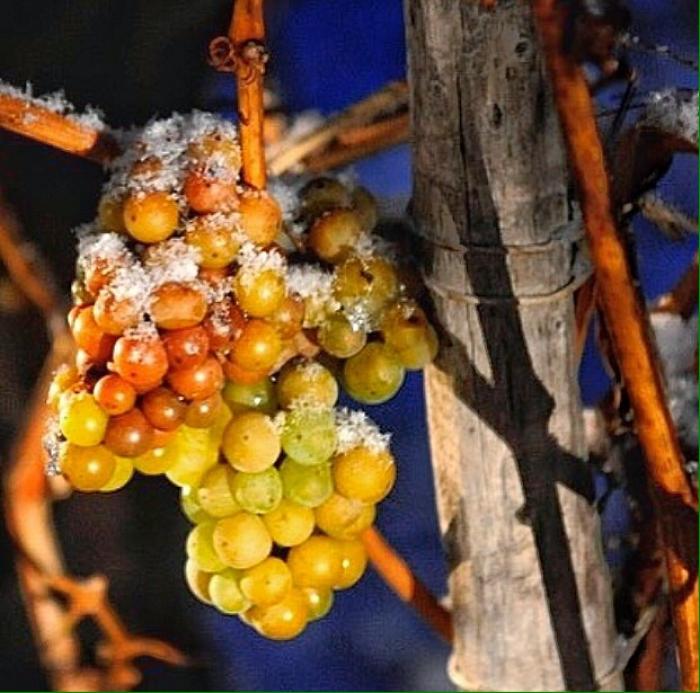 Айсвайн: вино, которое рождается на холоде